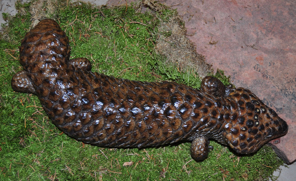 Shingleback Skink