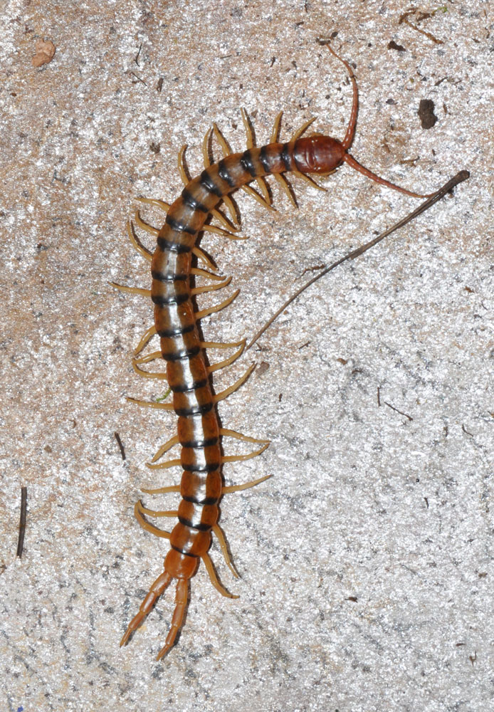 South Dakota Centipede