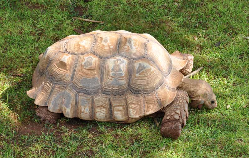 Sulcata
