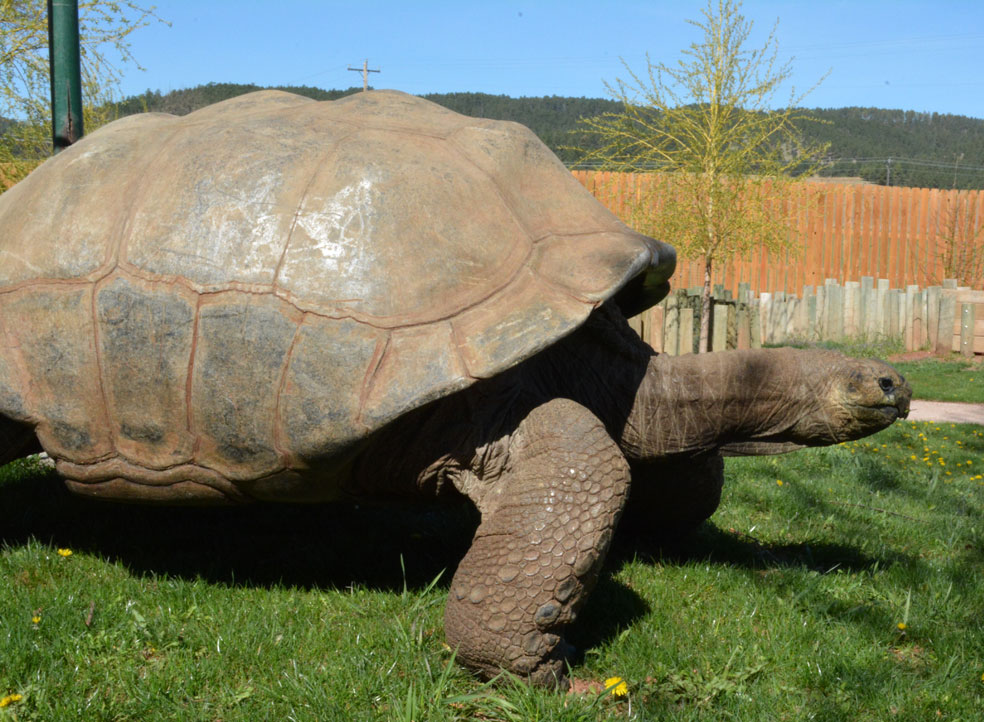 Biggest sale pet turtle