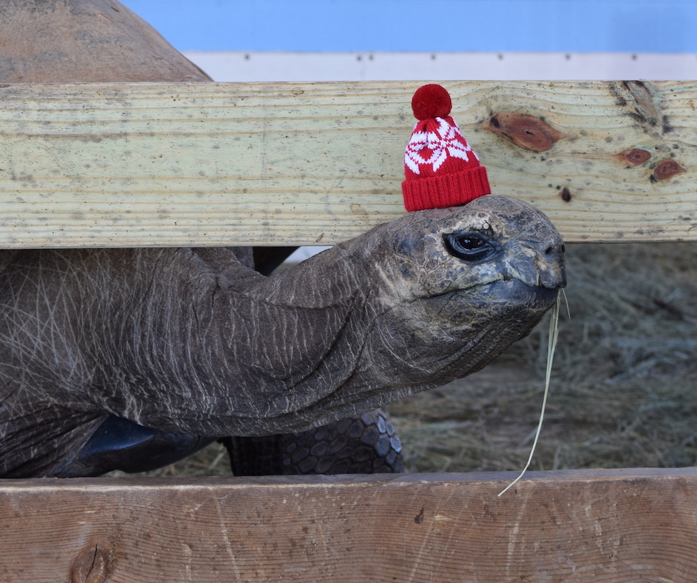 Tank the Aldabra tortoise wears a festive knit hat