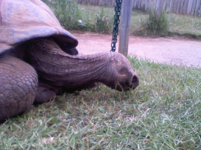 Tank the tortoise