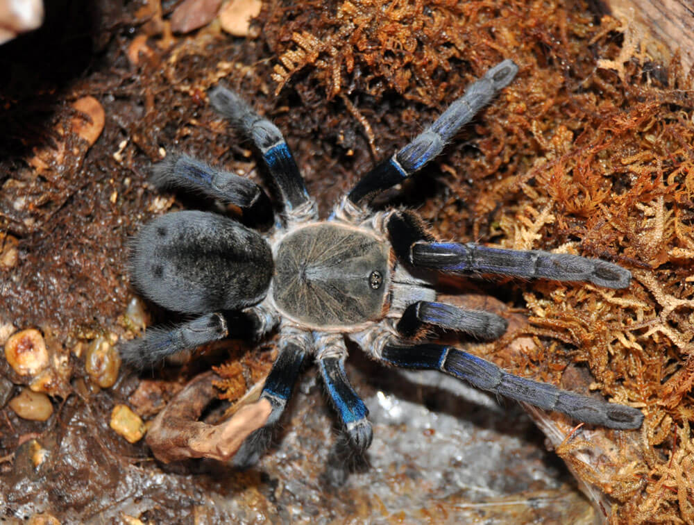 Cobalt Blue Tarantula | Gallery | Reptile Gardens