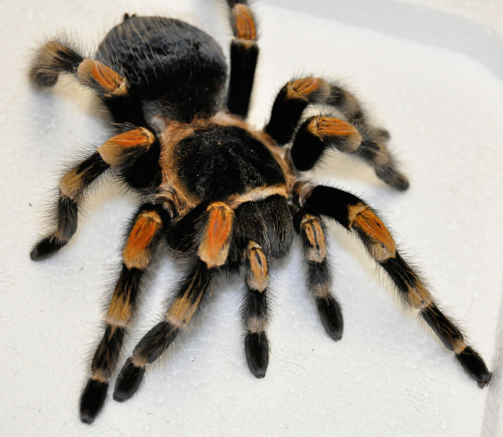 Mexican Red Knee Tarantula