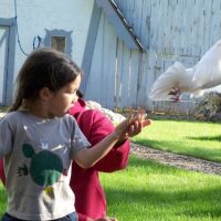 Bird Show volunteer