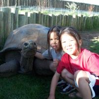 Giant tortoise