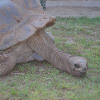 Giant Tortoises