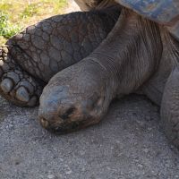 Giant Tortoises