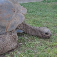 Giant Tortoises