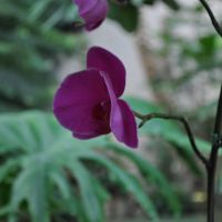 0810-orchid-12.jpg