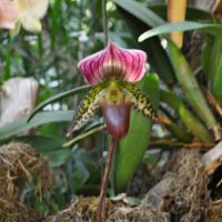 0810-orchid-15.jpg