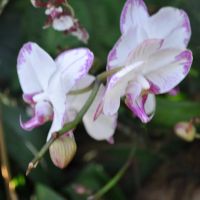 0810-orchid-2.jpg