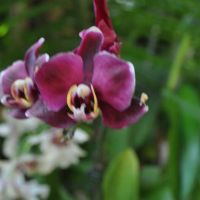 0810-orchid-20.jpg