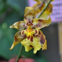 0810-orchid-22.jpg