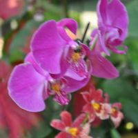 0810-orchid-3.jpg