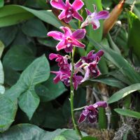 0810-orchid-4.jpg