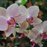 0810-orchid-5.jpg