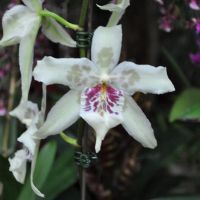 0810-orchid-7.jpg