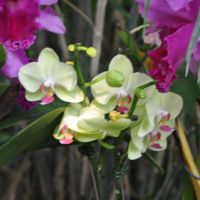 0810-orchid-9.jpg