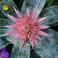 Pink Bromeliad