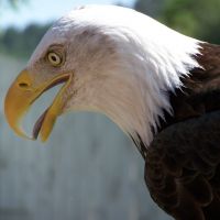 bald eagle