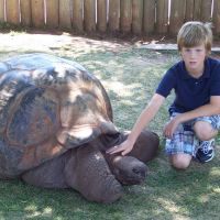 Giant Tortoises