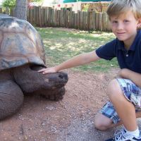 Giant Tortoises