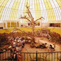 1965-skydome-safariroom.jpg