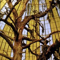 1965a-skydome-tree.jpg