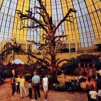 1965b-skydome-tree.jpg