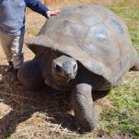 Turtles and Tortoises