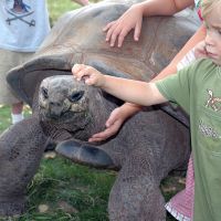 Our Giant Tortoises love neck scratches