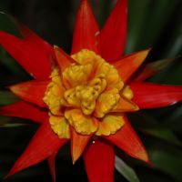 Red and Yellow Bromeliad