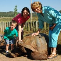 Giant Tortoises