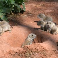 Prairie Dog Town