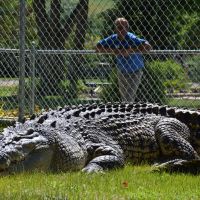 Maniac the Giant Crocodile