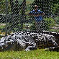 Reptile,reptiles,reptile store,reptile expo,reptile store near me,reptiles for sale,reptile gardens,reptile pets,reptile vet near me