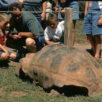 Giant Tortoises