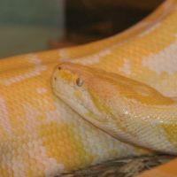 Albino Burmese Python