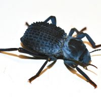 Blue death-feigning beetle
