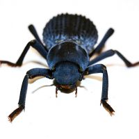 Blue death-feigning beetle