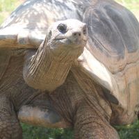Orville the Aldabra Tortoise
