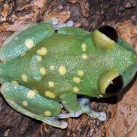 Alien Tree Frog