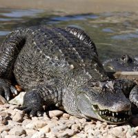 Alligator/Crocodile Show