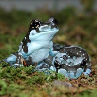 Amazon Milk Frog