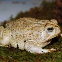 Reptile,reptiles,reptile store,reptile expo,reptile store near me,reptiles for sale,reptile gardens,reptile pets,reptile vet near me