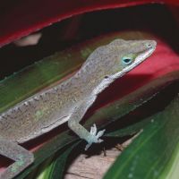 American Anole