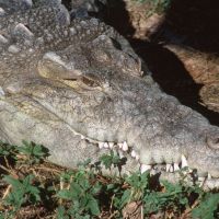 American Crocodile