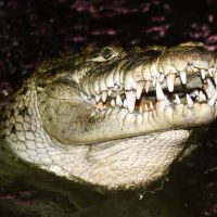 American Crocodile