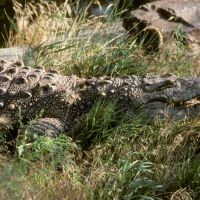 American Crocodile